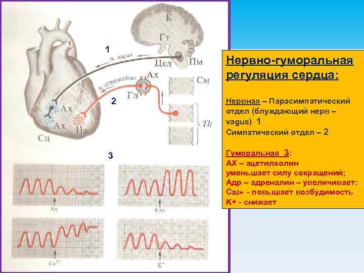 1 Нервно-гуморальная регуляция сердца: 2 3 Нервная – Парасимпатический отдел (блуждающий нерв – vagus)