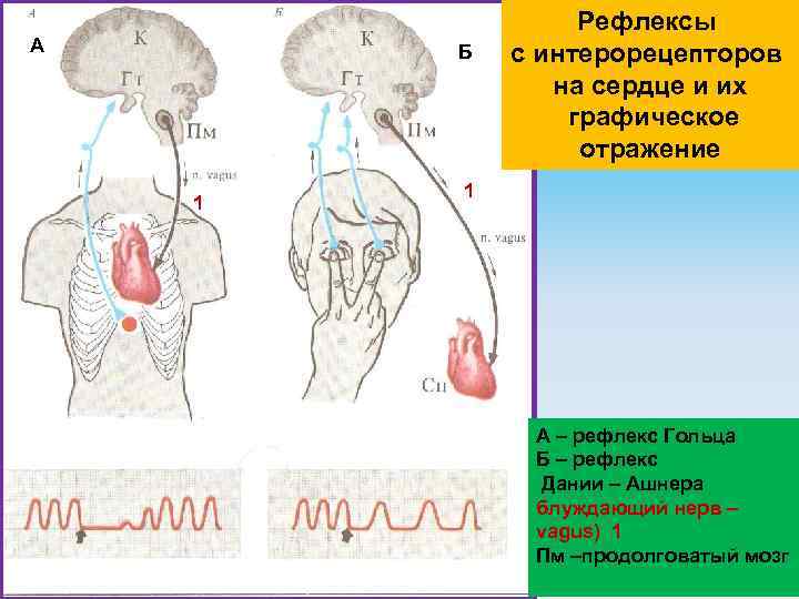 Рефлекс ашнера схема