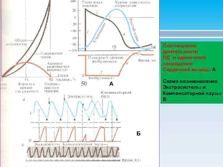 Соотношение длительности ПД и одиночного сокращения Сердечной мышцы А Схема возникновения Экстрасистолы и Компенсаторной