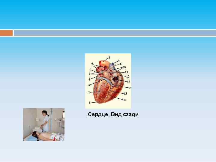 Сердце. Вид сзади 