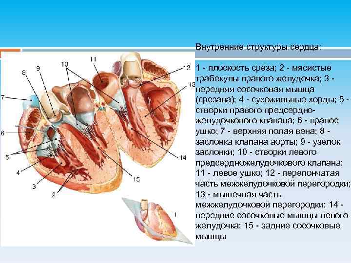 Дополнительная трабекула сердца