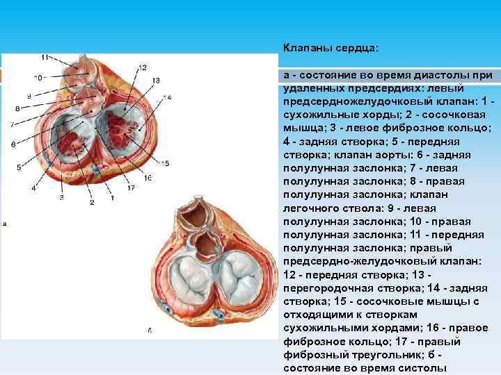 Когда закрыты створчатые клапаны