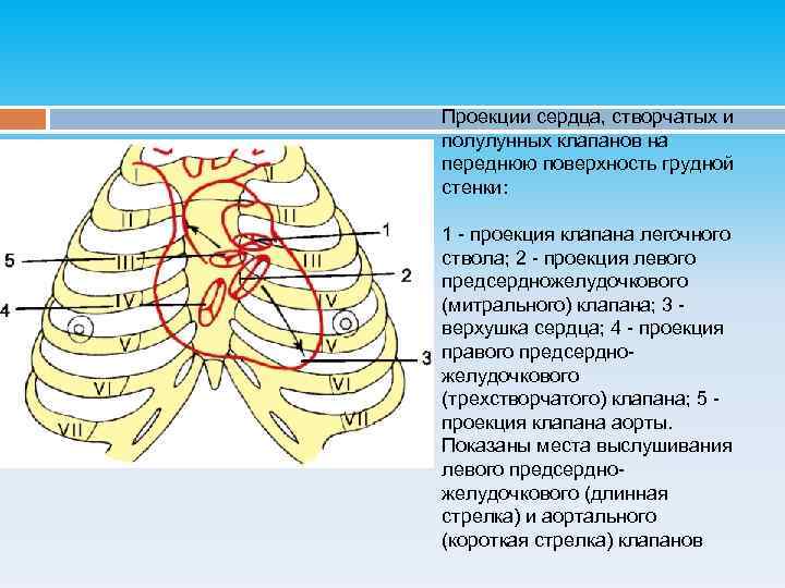 Проекция клапанов