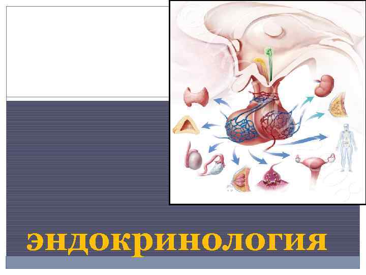 Эндокринология картинки для презентации