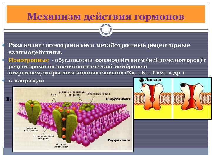 Механизм действия гормонов Различают ионотропные и метаботропные рецепторные взаимодействия. Ионотропные - обусловлены взаимодействием (нейромедиаторов)