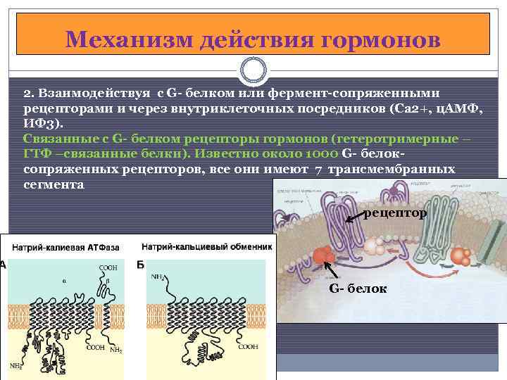 Механизм действия гормонов 2. Взаимодействуя с G- белком или фермент-сопряженными рецепторами и через внутриклеточных