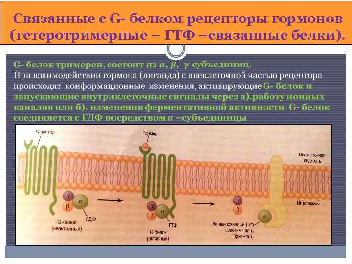 Белок рецептор