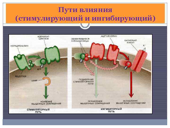 Пути влияния (стимулирующий и ингибирующий) 