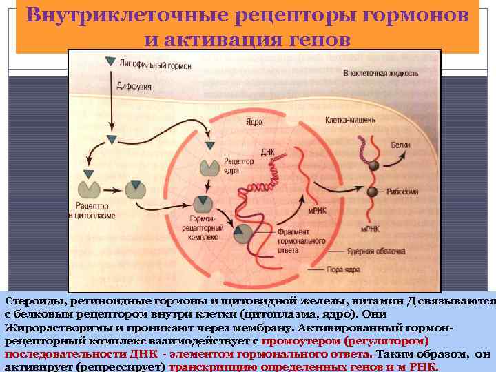 Клеточную локализацию ретиноидных рецепторов. Рецепторы тиреоидных гормонов. Внутриклеточные рецепторы гормонов. Гормоны действующие через внутриклеточные рецепторы. Внутриклеточные рецепторы гормонов щитовидной железы-.