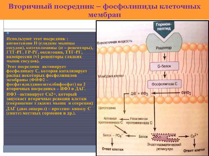 Вторичный посредник – фосфолипиды клеточных мембран 