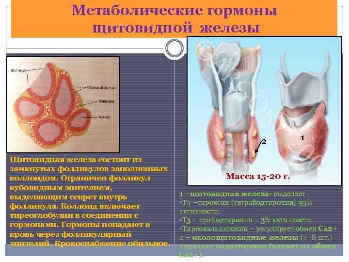 Метаболические гормоны щитовидной железы 2 Щитовидная железа состоит из замкнутых фолликулов заполненных коллоидом. Ограничен