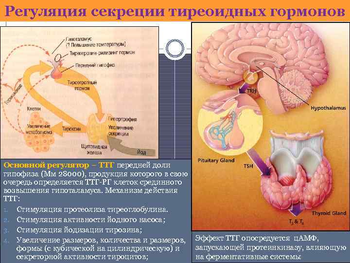 Регуляция секреции тиреоидных гормонов Основной регулятор – ТТГ передней доли гипофиза (Мм 28000), продукция
