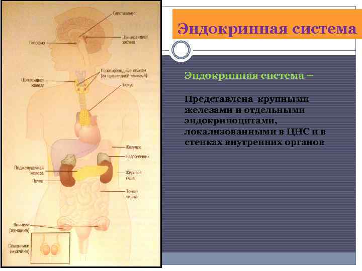 Эндокринная система – Представлена крупными железами и отдельными эндокриноцитами, локализованными в ЦНС и в