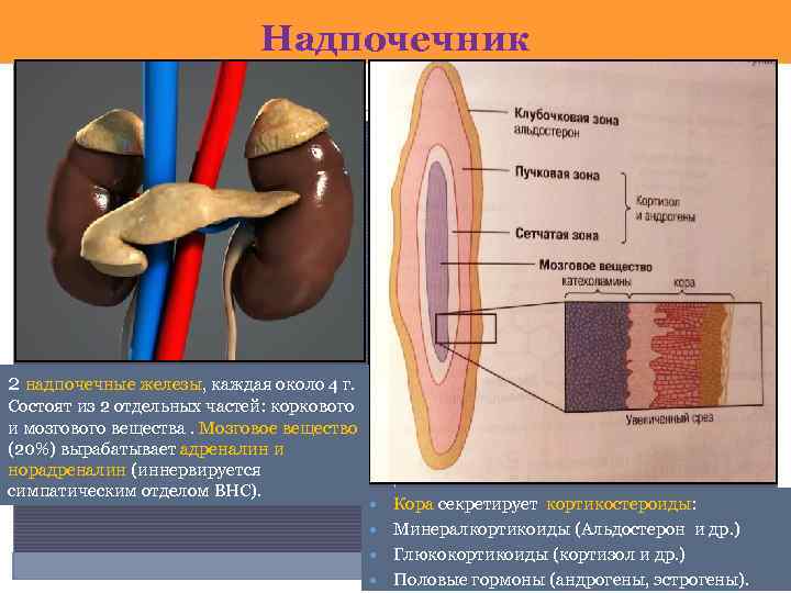 Надпочечник 2 надпочечные железы, каждая около 4 г. Состоят из 2 отдельных частей: коркового