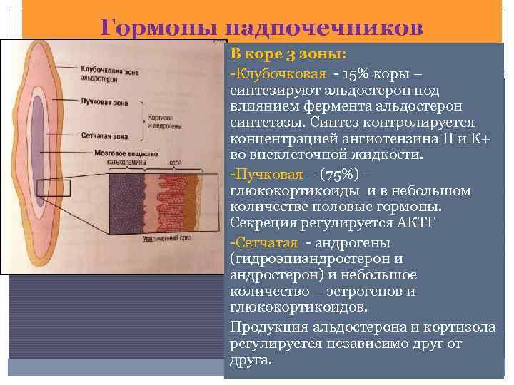 Гормон клубочковой зоны надпочечников