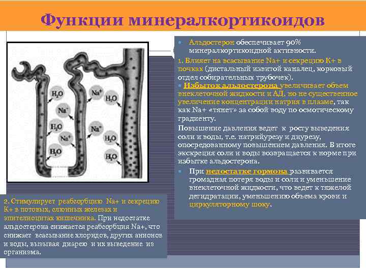 Функции минералкортикоидов Альдостерон обеспечивает 90% минералкортикоидной активности. 1. Влияет на всасывание Na+ и секрецию