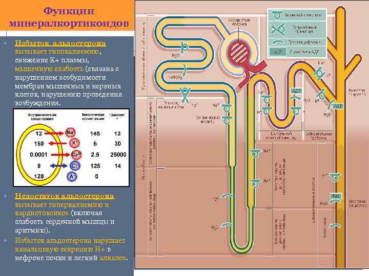 Функции минералкортикоидов Избыток альдостерона вызывает гипокалиемию, снижение К+ плазмы, мышечную слабость (связана с нарушением