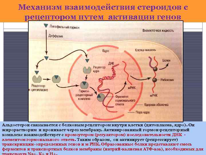 Механизм взаимодействия стероидов с рецептором путем активации генов Альдостерон связывается с белковым рецептором внутри