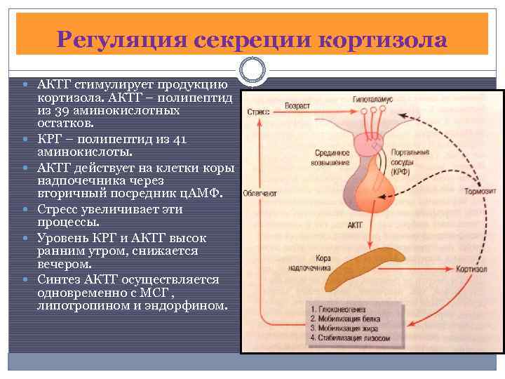 Схема регуляции синтеза и секреции кортизола