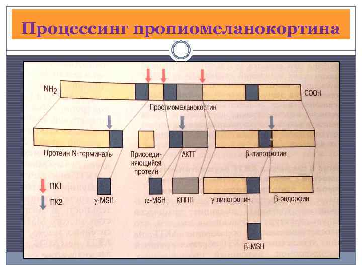 Процессинг пропиомеланокортина 