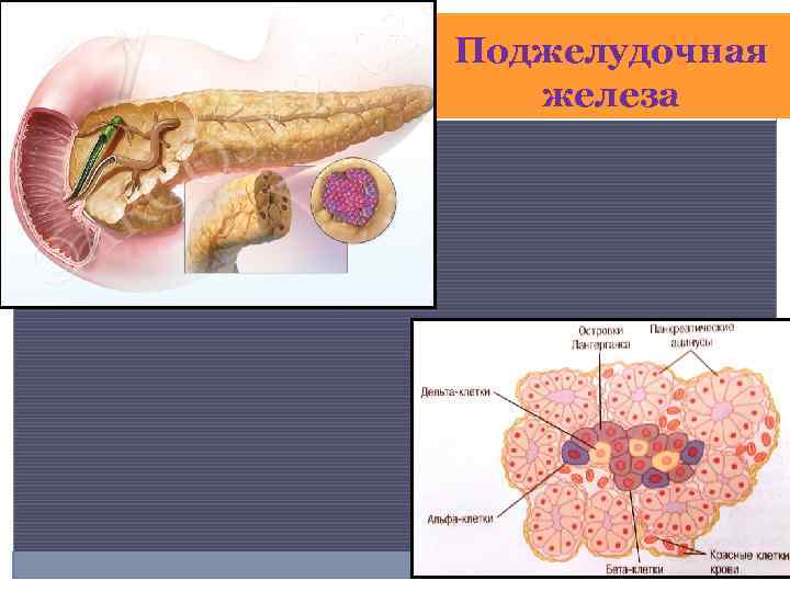 Поджелудочная железа 