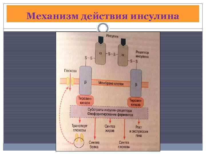 Механизм действия инсулина 