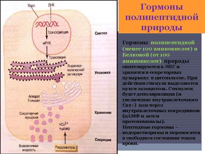 Гормоны полипептидной природы Гормоны полипептидной (менее 100 аминокислот) и Белковой (от 100 аминокислот) природы