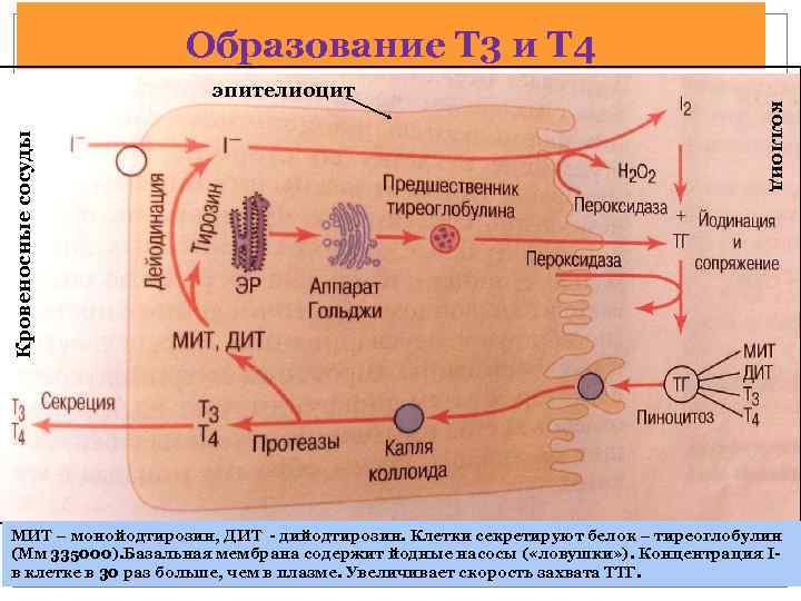 Образование 4. Синтез гормонов т3 и т4. Образование т3 и т4. Образование т3 и т4 биохимия. Образование трийодтиронина.