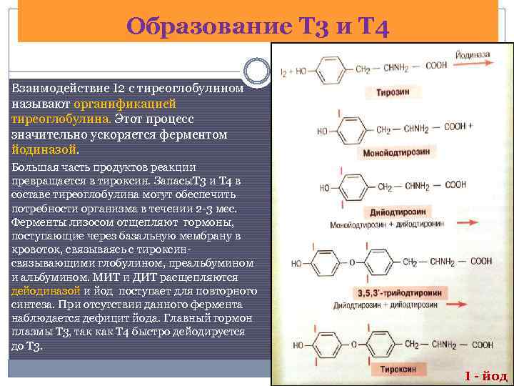 Образование т