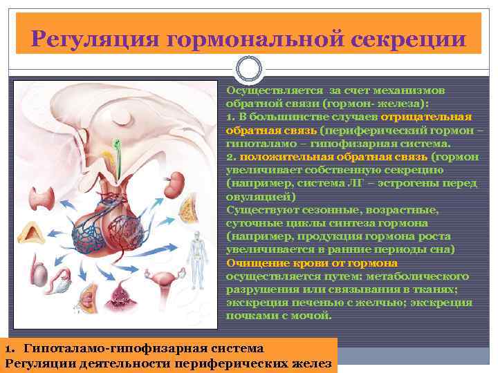 Регуляция гормональной секреции Осуществляется за счет механизмов обратной связи (гормон- железа): 1. В большинстве