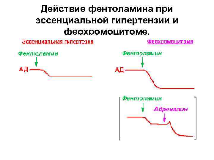 Действие фентоламина при эссенциальной гипертензии и феохромоцитоме. 