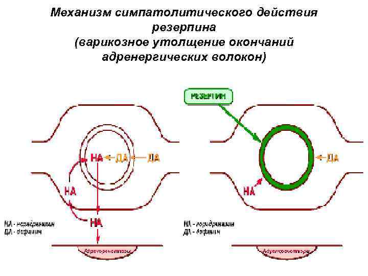 Механизм симпатолитического действия резерпина (варикозное утолщение окончаний адренергических волокон) 