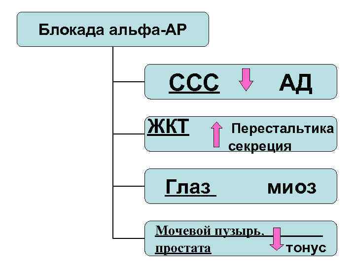 Блокада альфа-АР ССС АД ЖКТ Перестальтика секреция Глаз миоз Мочевой пузырь, простата тонус 
