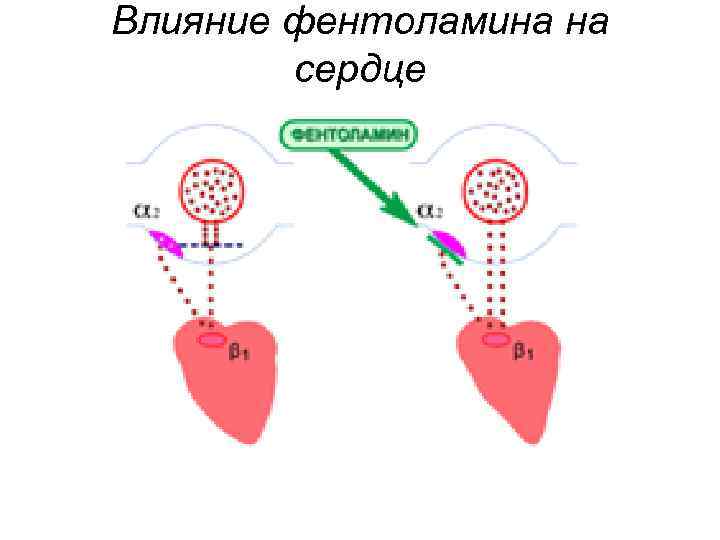 Влияние фентоламина на сердце 