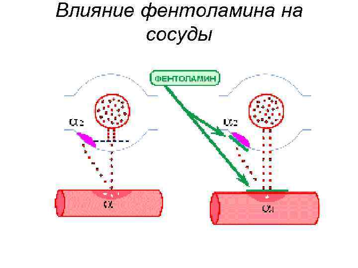 Влияние фентоламина на сосуды 