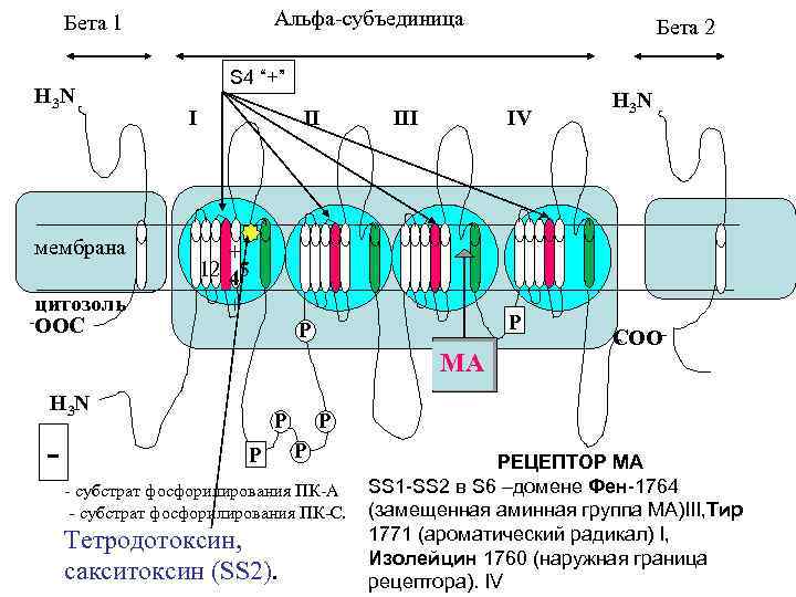 Альфа-субъединица Бета 1 H 3 N мембрана цитозоль -OOC S 4 “+” I II