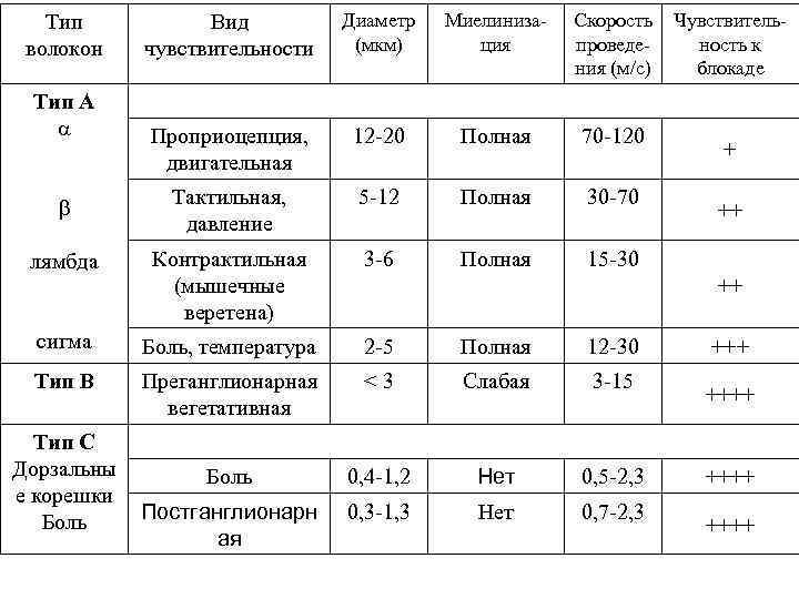 Вид чувствительности Диаметр (мкм) Миелинизация Проприоцепция, двигательная 12 -20 Полная 70 -120 b Тактильная,