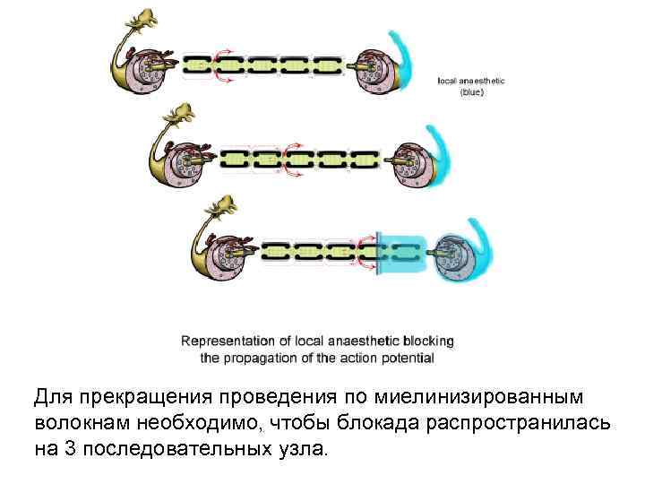 Для прекращения проведения по миелинизированным волокнам необходимо, чтобы блокада распространилась на 3 последовательных узла.