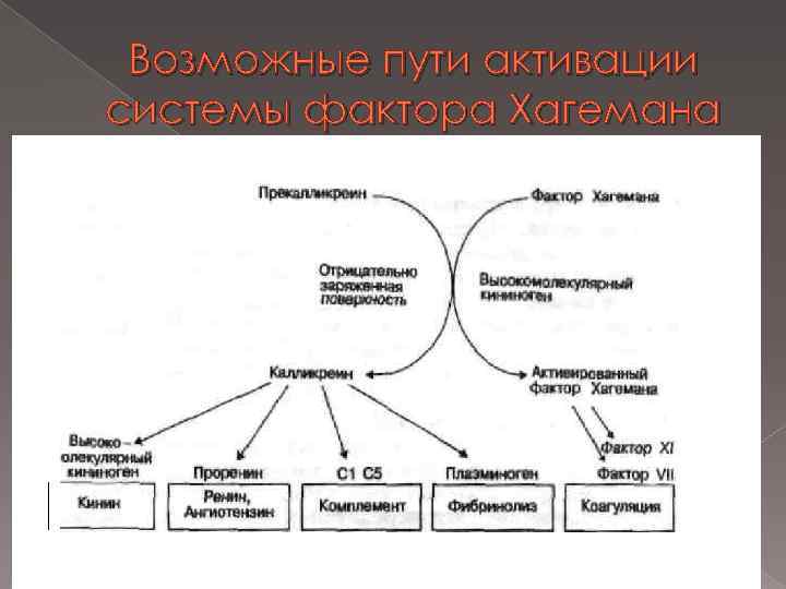 Возможные пути активации системы фактора Хагемана 