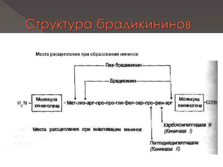 Структура брадикининов 