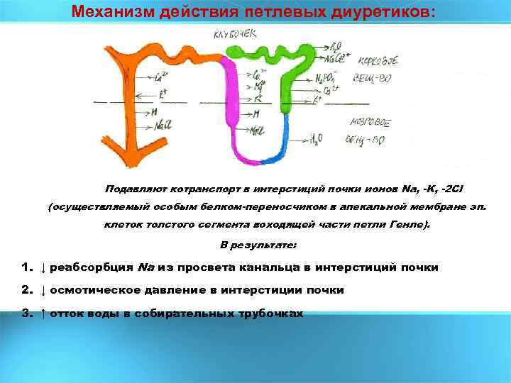 Механизм действия петлевых диуретиков: Подавляют котранспорт в интерстиций почки ионов Na, K, 2 Cl