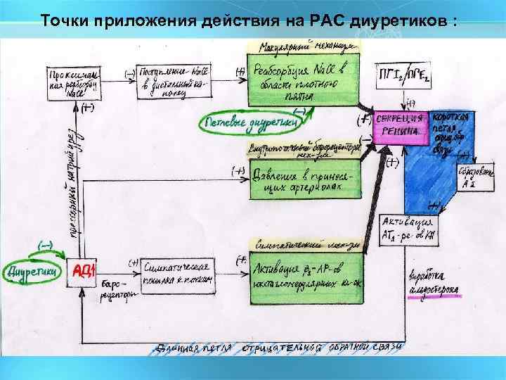 Точки приложения диуретиков схема - 90 фото