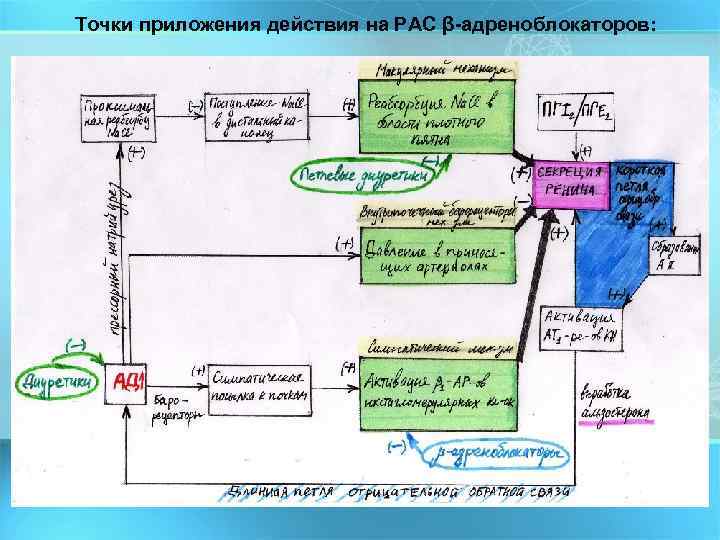 Точки приложения действия на РАС β-адреноблокаторов: 