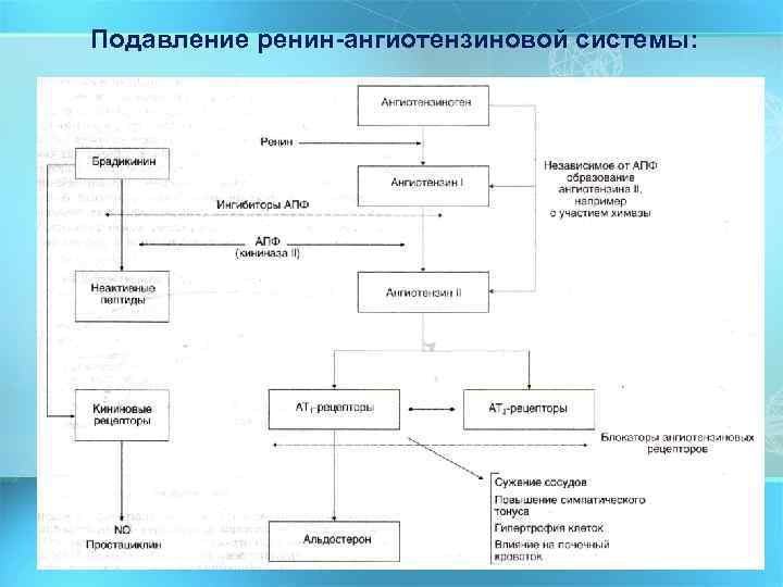 Подавление ренин-ангиотензиновой системы: 