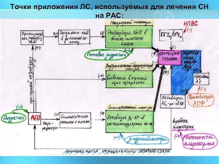 Точки приложения ЛС, используемых для лечения СН на РАС: 