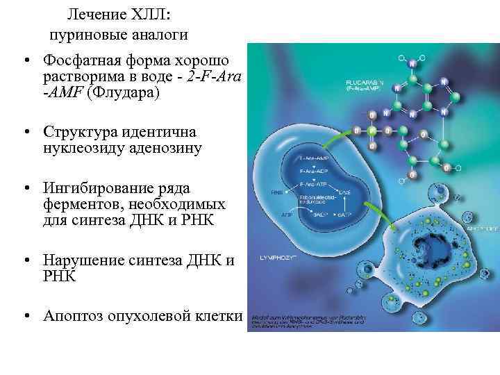 Лечение ХЛЛ: пуриновые аналоги • Фосфатная форма хорошо растворима в воде - 2 -F-Ara