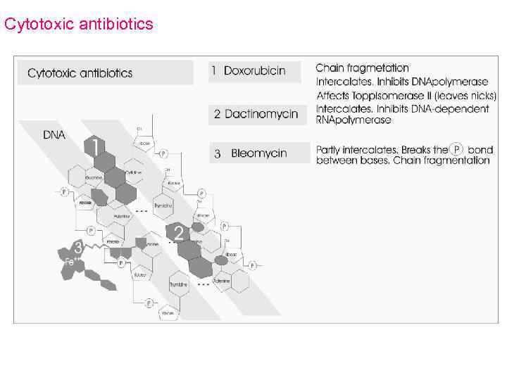 Cytotoxic antibiotics 