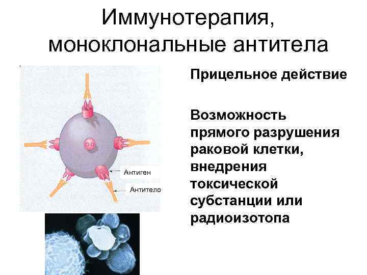 Иммунотерапия, моноклональные антитела Прицельное действие Антиген Антитело Возможность прямого разрушения раковой клетки, внедрения токсической
