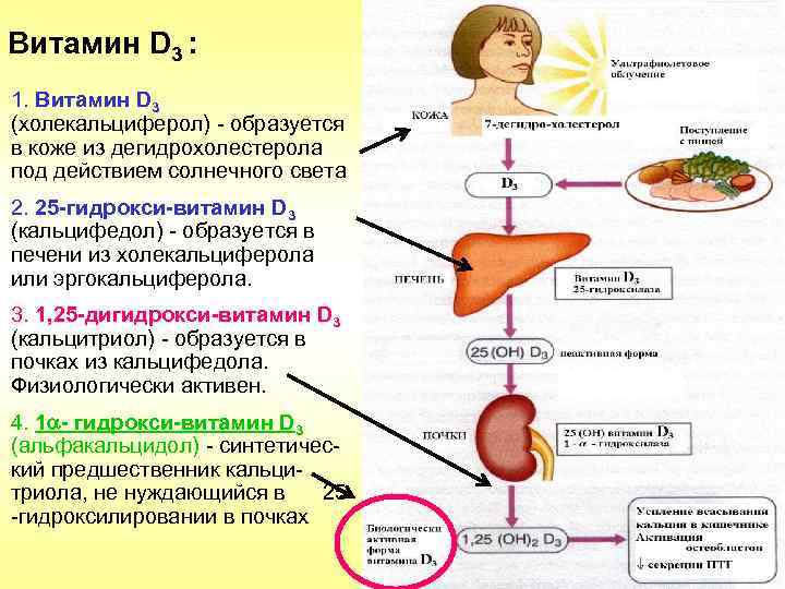 Витамин D 3 : 1. Витамин D 3 (холекальциферол) - образуется в коже из