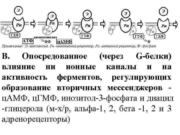 В. Опосредованное (через G-белки) влияние ни ионные каналы и на активность ферментов, регулирующих образование